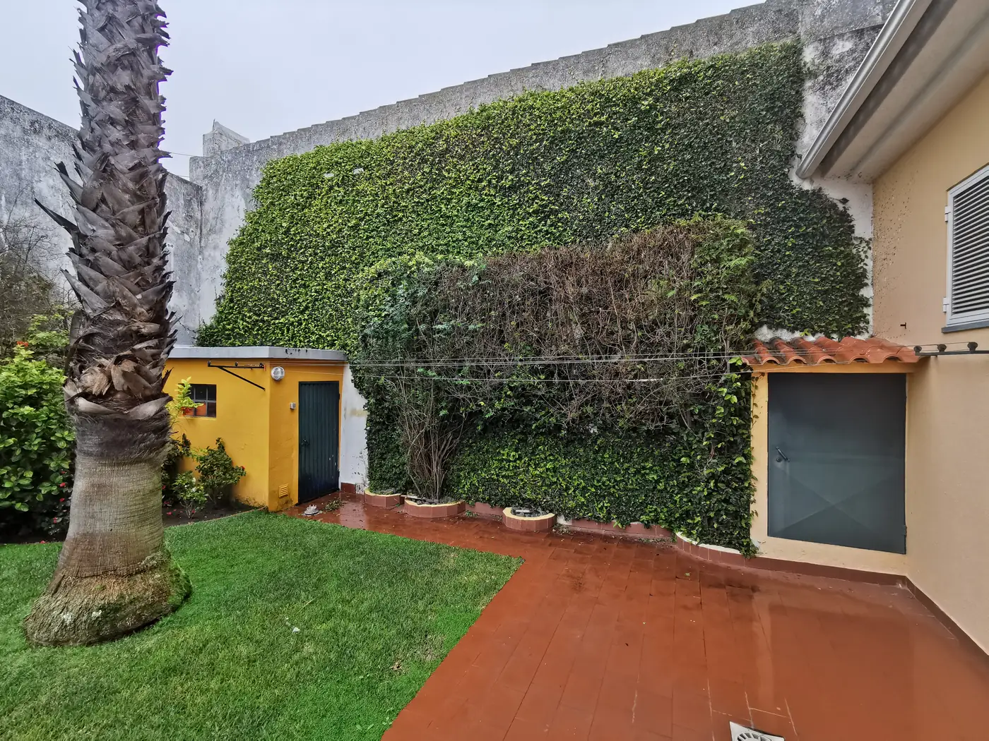A garden with a lawn, a palm tree and an ivy-covered wall, in front of an older house painted yellow and pink.