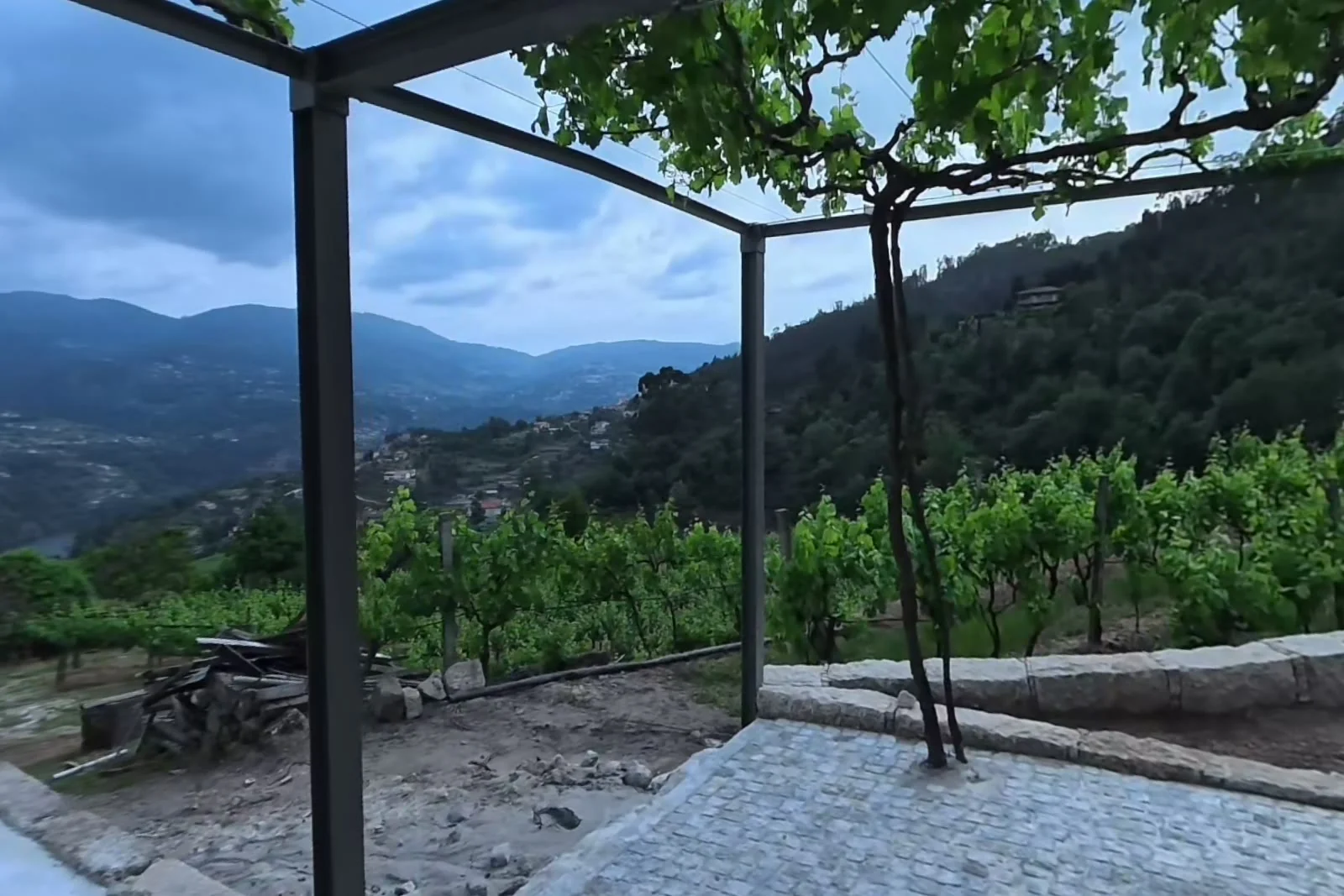 An old vine trained over a new steel pergola beside the house, its trunk rising from the ground through freshly laid granite setts, with the vineyard terraces and the valley beyond.