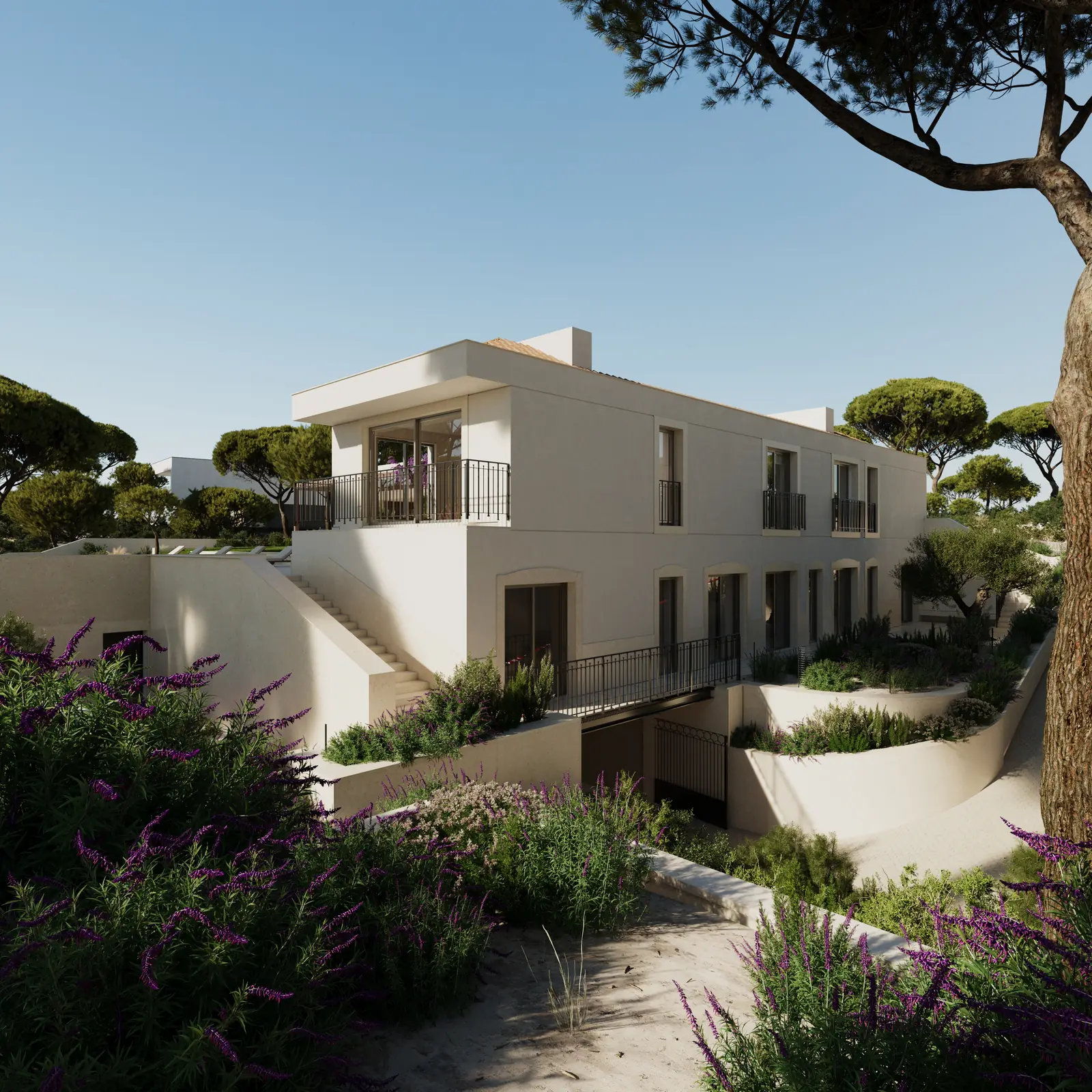 The house seen from higher ground through umbrella pines: a white two-part volume stepping with the slope, planted terraces of lavender and rockrose falling away in front of it.